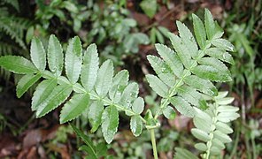 Weinmannia tinctoria.