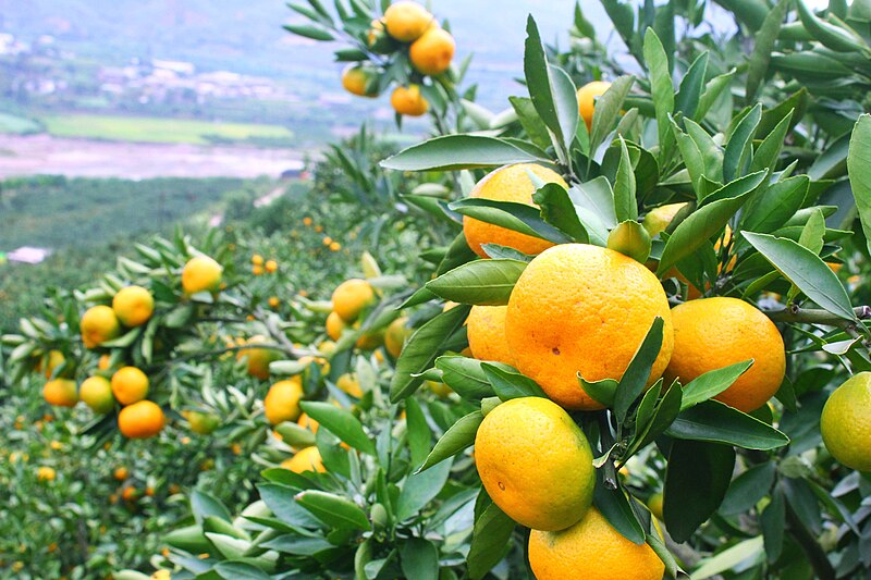 File:Tangerine in Huaning County.jpg