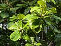 Foliage and fruit