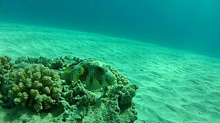 Tetraodon en el sitio de buceo Abu Dabbab