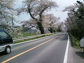 登米町、北上川沿いの堤防の桜並木