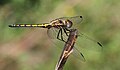 Immature male