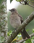 Miniatura para Turdus ignobilis