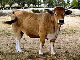 260px-Vache_Aubrac.jpg