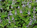 Ормаменьксэнь алкуксонь тикше (Veronica officinalis)