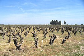 Gobelet à charpente plus longue