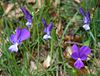 Viola aethnensis ssp. messanensis