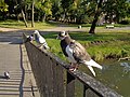 Gołębie na balustradzie mostu na Zgłowiączce