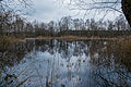 Petgat in het natuurgebied Westerbroek