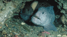 Wolf eel.png