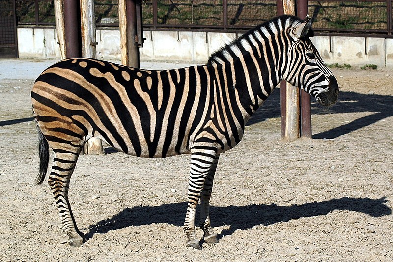 Soubor:Zebra 02.jpg