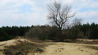 Ландшафтний заказник «Водянські кучугури»