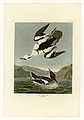 347. Smew or White Nun