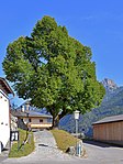 Linde bei der Kirche in Abfaltern