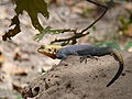 Siedleragame Agama lizard