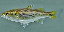 Agonostomus monticola USGS.jpg