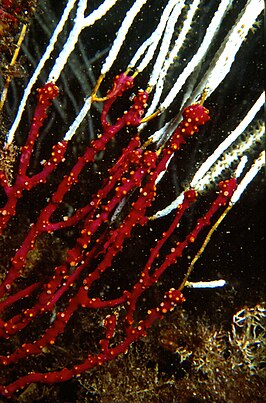 Alcyonium coralloides