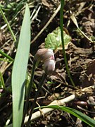 雌花。花被片の先に、わずかに白い花柱がみえる。