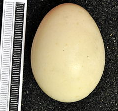 Egg