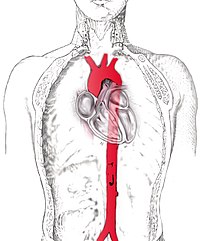 Lidská aorta (červeně) v kontextu srdce