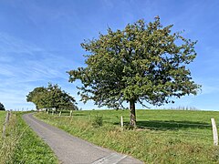 Apfelbäume am Ortsrand