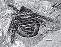 Archaeomartus roessleri