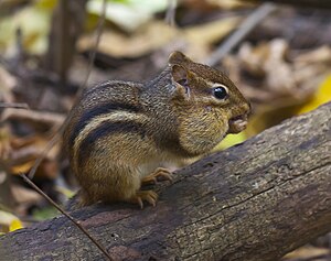 Tamias striatus