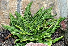 Sea spleenwort (A. marinum) Asplenium marinum (aka).jpg