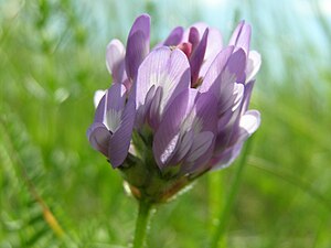 English: Astragalus danicus