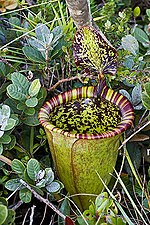 Miniatura para Nepenthes attenboroughii