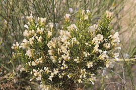 Baccharis linearis