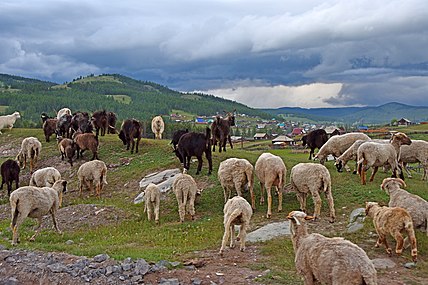 Стадо овец у села Балыктуюль