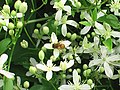 A honey bee on sweet autumn clematis in September