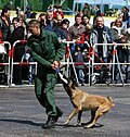 Vignette pour Chien policier