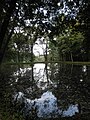 Fischteich im Schlosspark Bendeleben