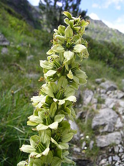 Άνθη Veratrum album.