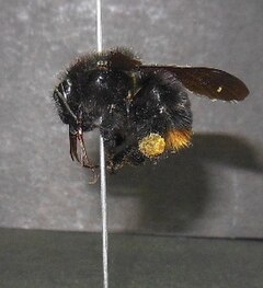 Description de l'image Bombus brachycephalus.JPG.