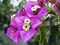 九重葛的紫色苞片和较白色的花冠更鲜明，可以吸引授粉者