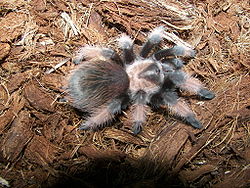 Brachypelma emilia.jpg