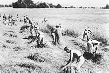 RAD members working in the field, East Prussia, 1938 Bundesarchiv Bild 146-1987-085-19, Ostpreussen, RAD-Erntehelfer.jpg