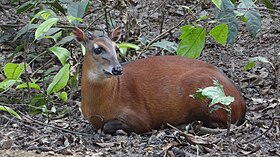 Bâmbi-castanho (Cephalophus dorsalis)