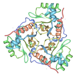 Chloramphenicol-Acetyltransferase