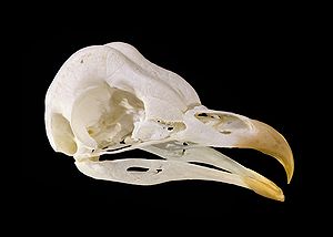 Tyto alba (Scopoli, 1769) ::Barn Ow, Skull ::S...
