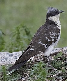 Great spotted cuckoo, sympatric with the magpie Clamator glandarius (cropped 2).jpg