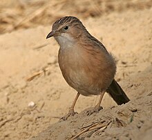 Обыкновенный баблер (Turdoides caudatus) в Ходале, Харьяна W IMG 6246.jpg