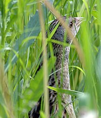 Corncrake.jpg