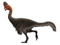 Corythoraptor