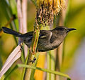 Crescent Honeyeater, by Noodle snacks (edited by Fir0002)