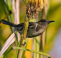 冠澳吸蜜鸟（Phylidonyris pyrrhopterus）