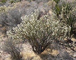 Cylindropuntia acanthocarpa var. coloradensis